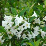 Vajgela kvetnatá (Weigela florida) ´BRISTOL SNOWFLAKE´ - výška 50-70 cm, kont. C3L